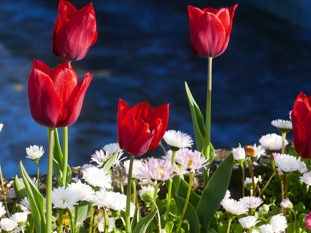 spring flowers