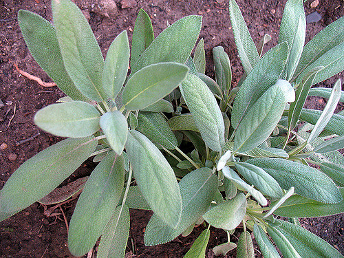 sage