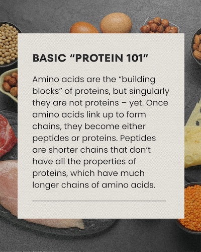 Basic Protein 101 umami satisfying